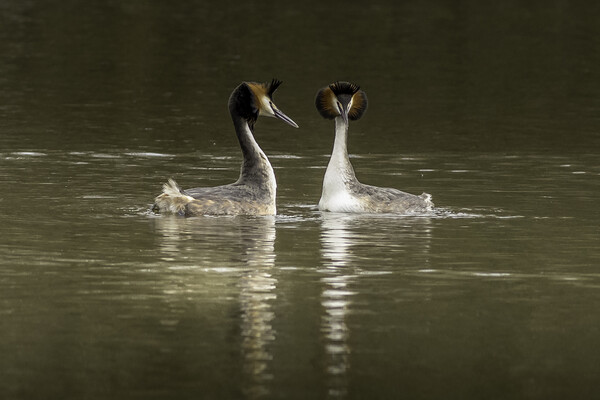Great crested grebe (Podiceps cristatus) Picture Board by chris smith