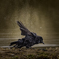 Buy canvas prints of Carrion crow  (Corvus corone) by chris smith