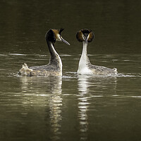 Buy canvas prints of Great crested grebe (Podiceps cristatus) by chris smith