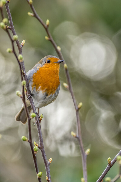 European robin (Erithacus rubecula) Picture Board by chris smith