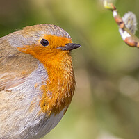 Buy canvas prints of European robin (Erithacus rubecula) by chris smith