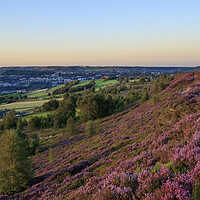 Buy canvas prints of Heather in flower at sunset by chris smith