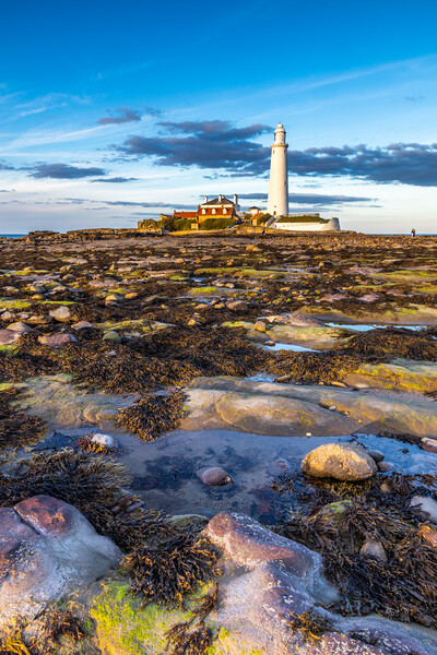 st marys lighthouse Picture Board by chris smith