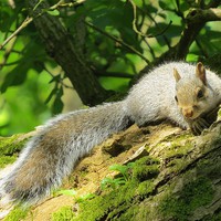 Buy canvas prints of Contented Squirrel  by diane daglish