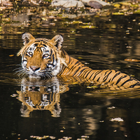 Buy canvas prints of  Reflection of King of Jungle by Swapan Banik