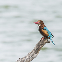 Buy canvas prints of White Throated Kingfisher  by Swapan Banik