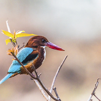 Buy canvas prints of White Throated Kingfisher by Swapan Banik