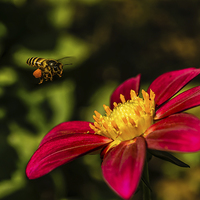 Buy canvas prints of  Bee, Pollen & Rudbeckia by Swapan Banik