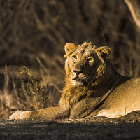 Buy canvas prints of  Asiatic Lion: The Pride of Gir Forest by Swapan Banik