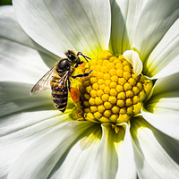Buy canvas prints of White Daisy and Honey Bee by Swapan Banik