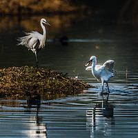 Buy canvas prints of Egret with fish in mouth by Swapan Banik