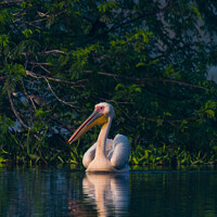 Buy canvas prints of Great white pelican swimming by Swapan Banik