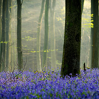 Buy canvas prints of Bluebell Carpet by Stewart Mckeown