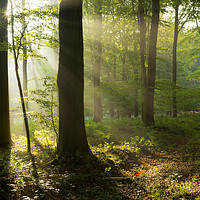 Buy canvas prints of Sun Rays in the Woods by Stewart Mckeown