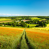 Buy canvas prints of Poppies on the Kent Downs by Stewart Mckeown