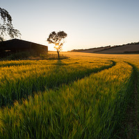 Buy canvas prints of Barley field Sunstar by Stewart Mckeown