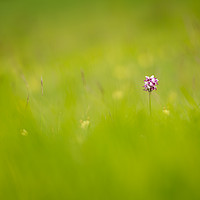 Buy canvas prints of Monkey orchid in the meadow by Stewart Mckeown