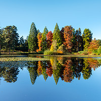Buy canvas prints of Bedgebury Pinetum Autumn Colours by Stewart Mckeown