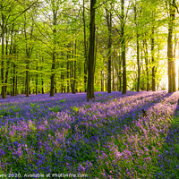 Buy canvas prints of Late Bluebell Woodland by Stewart Mckeown