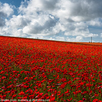 Buy canvas prints of Poppy Expanse by Stewart Mckeown