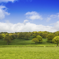 Buy canvas prints of  Spring trees by Mark Ollier