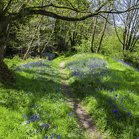Buy canvas prints of  Walking through Bluebells by Mark Ollier
