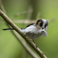 Buy canvas prints of  "Mouthful" (longtailed Tit) by Mark Ollier