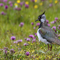 Buy canvas prints of  Lapwing by Mark Ollier