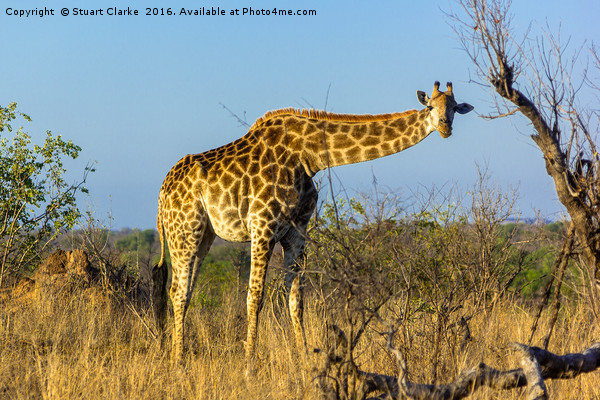 Elegant African Giraffe Picture Board by Stuart Clarke