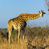 Buy canvas prints of Elegant African Giraffe by Stuart Clarke