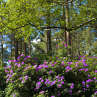 Buy canvas prints of Wild rhododendrons  by Philip Enticknap