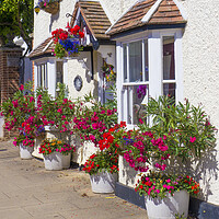 Buy canvas prints of Colourful flower pots  by Philip Enticknap