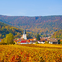 Buy canvas prints of Autumn vineyard,Germany by Philip Enticknap