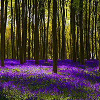Buy canvas prints of Bluebell Wood Micheldever , Hampshire .England  by Philip Enticknap