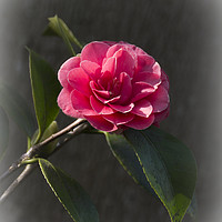 Buy canvas prints of Pink Camellia by Philip Enticknap