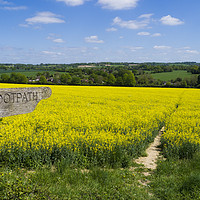 Buy canvas prints of Footpath Sign to pathway through rapefield  by Philip Enticknap
