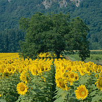 Buy canvas prints of Sunflowers and Tree Dordogne France.  by Philip Enticknap