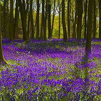Buy canvas prints of Bluebell Wood Micheldever , Hampshire .England  by Philip Enticknap