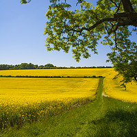 Buy canvas prints of Rapeseed field,West Sussex, England  by Philip Enticknap