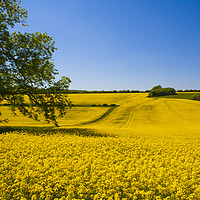 Buy canvas prints of Rapeseed field,West Sussex, England  by Philip Enticknap