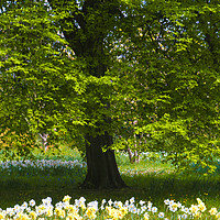 Buy canvas prints of Daffodils & Narcissus under Tree by Philip Enticknap