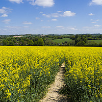 Buy canvas prints of Footpath through Rapeseed field  by Philip Enticknap