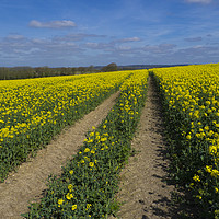 Buy canvas prints of Rapeseed fields ,Sussex by Philip Enticknap