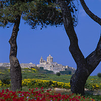 Buy canvas prints of View to Mdina, Malta by Philip Enticknap