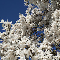 Buy canvas prints of White magnolia tree in blossom by Philip Enticknap