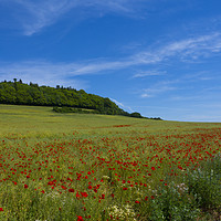 Buy canvas prints of Poppy Field near Guildford Surrey  by Philip Enticknap