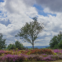 Buy canvas prints of A lone tree amongst the heather  by Philip Enticknap