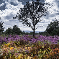 Buy canvas prints of A lone  tree amongst the heather  by Philip Enticknap