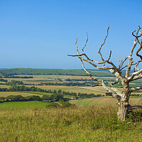 Buy canvas prints of A Bare Tree at Butser Hill ,Hampshire  by Philip Enticknap