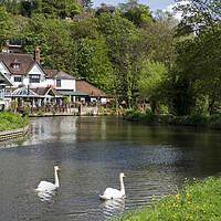 Buy canvas prints of The River Wey , Guildford Surrey by Philip Enticknap